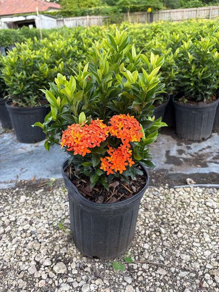 ixora-taiwanensis-dwarf-miniature-orange-carmen-flame-of-the-woods-jungle-flame-dwarf-ixora