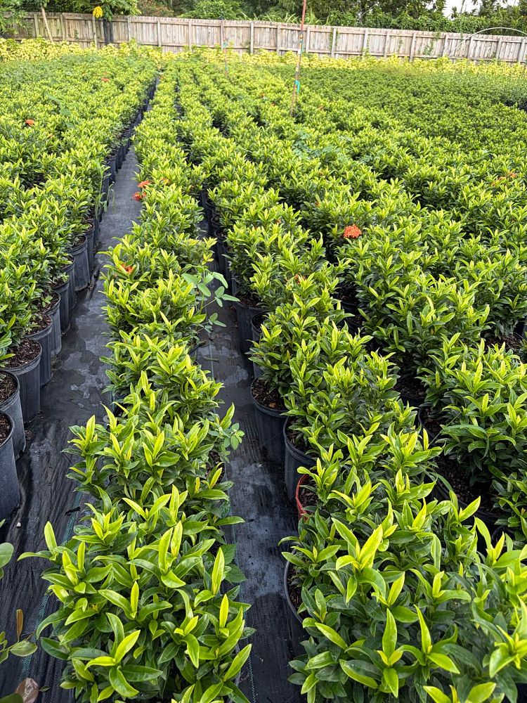 ixora-taiwanensis-dwarf-miniature-orange-carmen-flame-of-the-woods-jungle-flame-dwarf-ixora