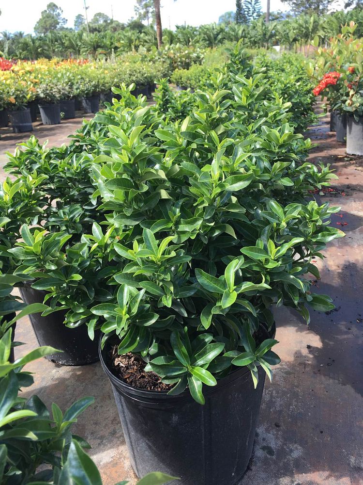 ixora-taiwanensis-dwarf-pink-flame-of-the-woods-jungle-flame-dwarf-ixora