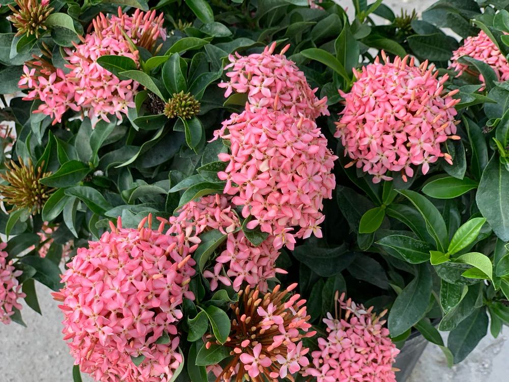 ixora-taiwanensis-dwarf-pink-flame-of-the-woods-jungle-flame-dwarf-ixora