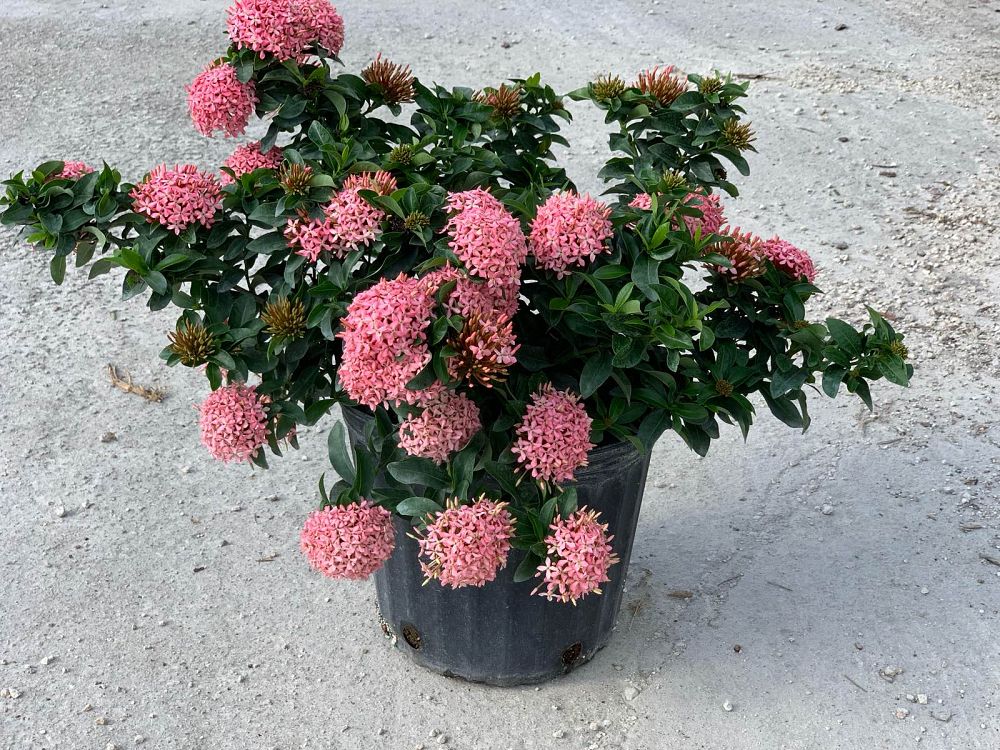 ixora-taiwanensis-dwarf-pink-flame-of-the-woods-jungle-flame-dwarf-ixora