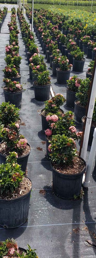 ixora-taiwanensis-dwarf-pink-flame-of-the-woods-jungle-flame-dwarf-ixora