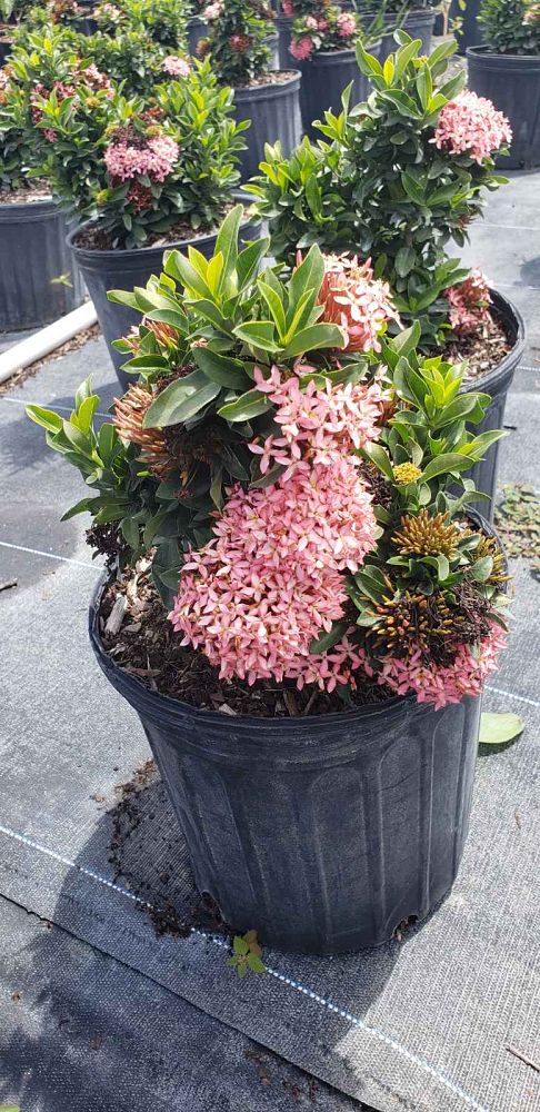 ixora-taiwanensis-dwarf-pink-flame-of-the-woods-jungle-flame-dwarf-ixora