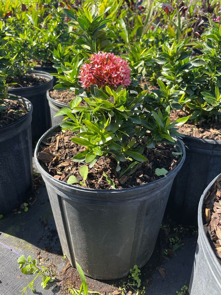 ixora-taiwanensis-dwarf-pink-flame-of-the-woods-jungle-flame-dwarf-ixora