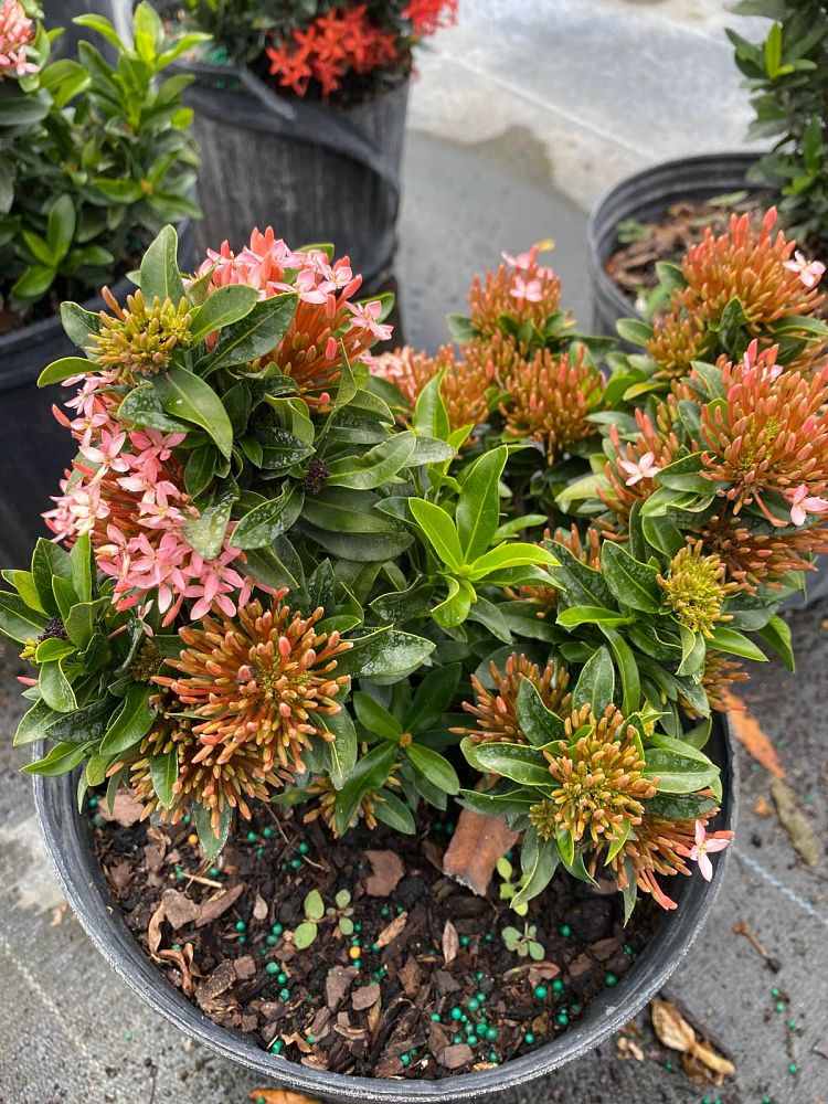 ixora-taiwanensis-dwarf-pink-flame-of-the-woods-jungle-flame-dwarf-ixora