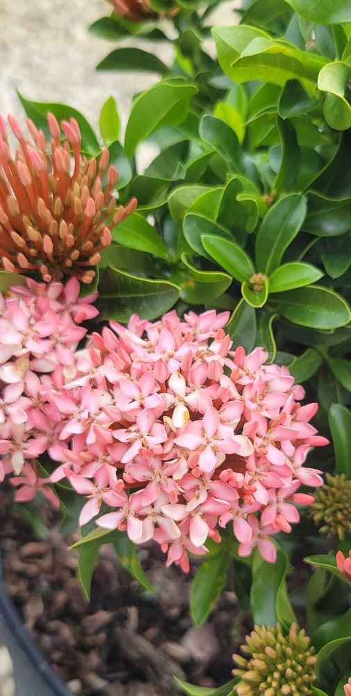 ixora-taiwanensis-dwarf-pink-flame-of-the-woods-jungle-flame-dwarf-ixora