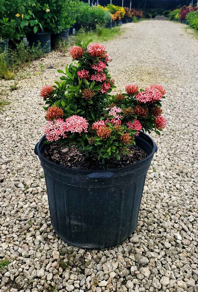 ixora-taiwanensis-dwarf-pink-flame-of-the-woods-jungle-flame-dwarf-ixora