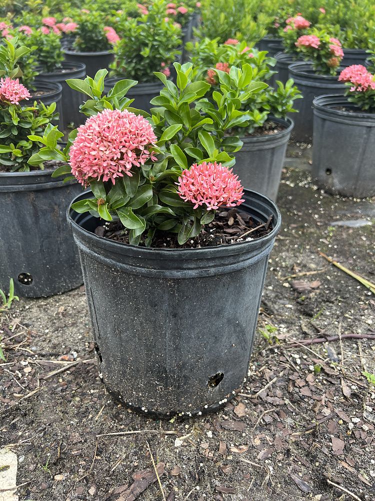 ixora-taiwanensis-dwarf-pink-flame-of-the-woods-jungle-flame-dwarf-ixora