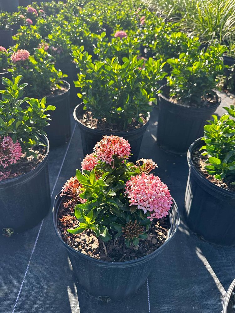 ixora-taiwanensis-dwarf-pink-flame-of-the-woods-jungle-flame-dwarf-ixora