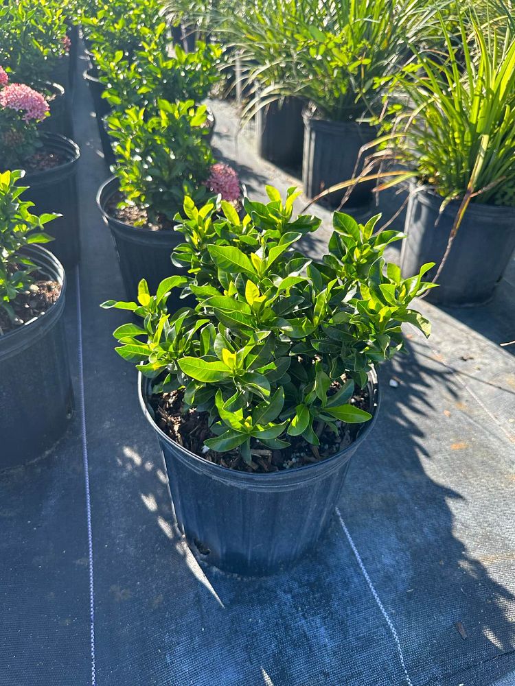 ixora-taiwanensis-dwarf-pink-flame-of-the-woods-jungle-flame-dwarf-ixora