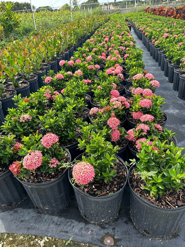 ixora-taiwanensis-dwarf-pink-flame-of-the-woods-jungle-flame-dwarf-ixora