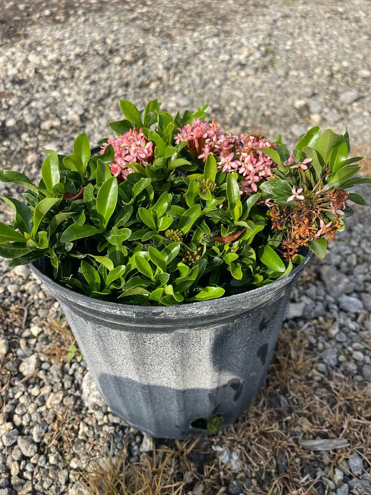 ixora-taiwanensis-dwarf-pink-flame-of-the-woods-jungle-flame-dwarf-ixora