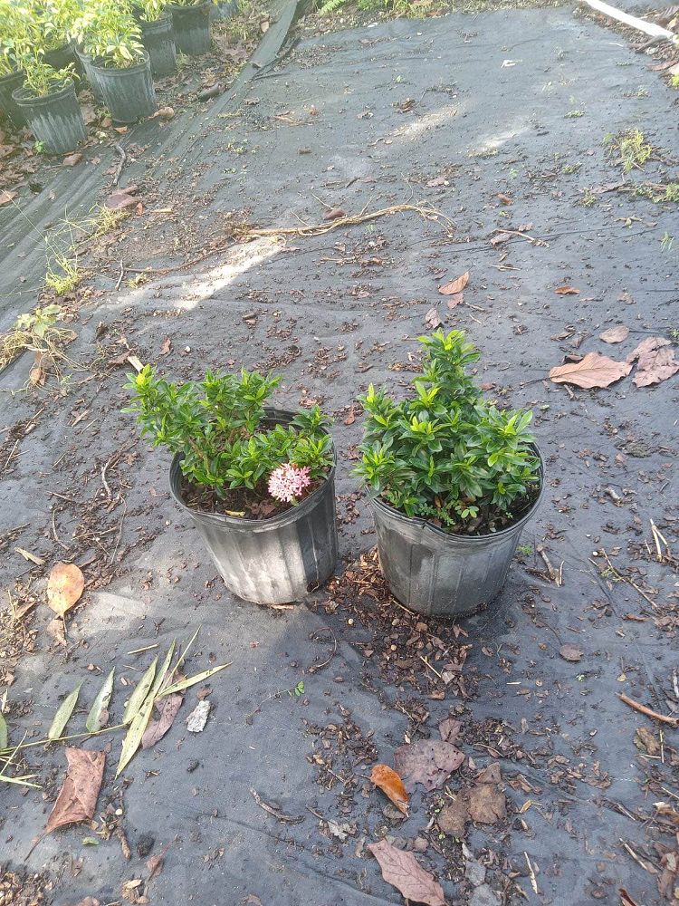 ixora-taiwanensis-dwarf-pink-flame-of-the-woods-jungle-flame-dwarf-ixora