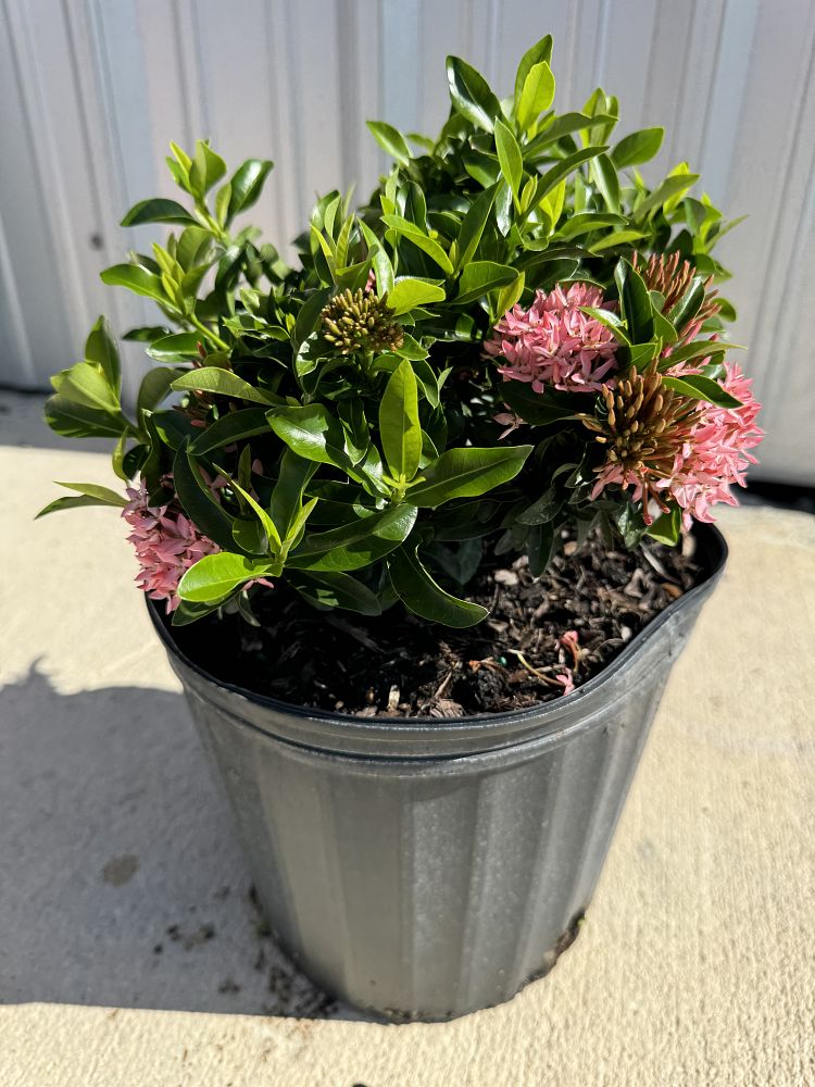 ixora-taiwanensis-dwarf-pink-flame-of-the-woods-jungle-flame-dwarf-ixora