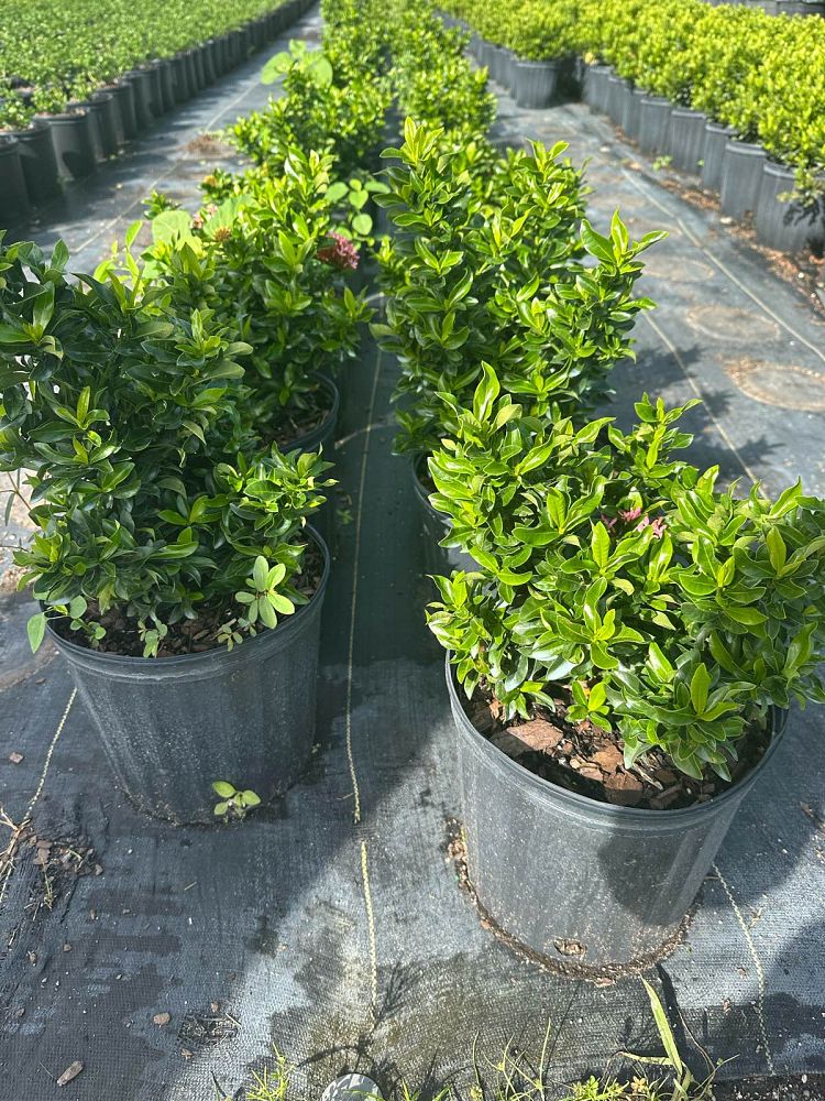 ixora-taiwanensis-dwarf-pink-flame-of-the-woods-jungle-flame-dwarf-ixora