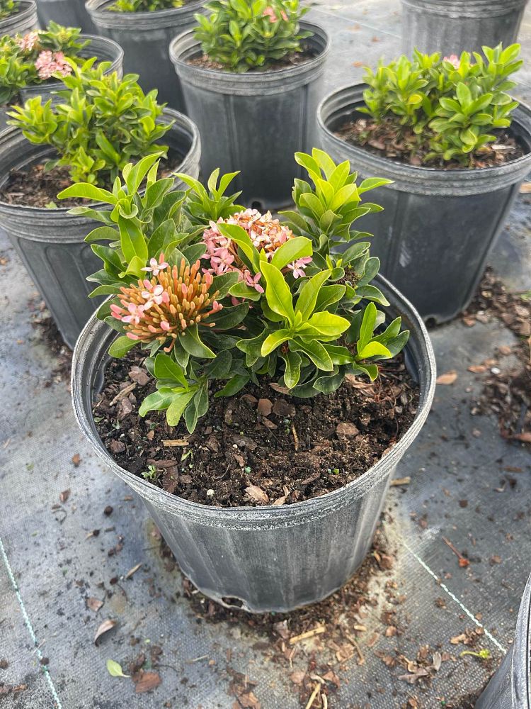 ixora-taiwanensis-dwarf-pink-flame-of-the-woods-jungle-flame-dwarf-ixora