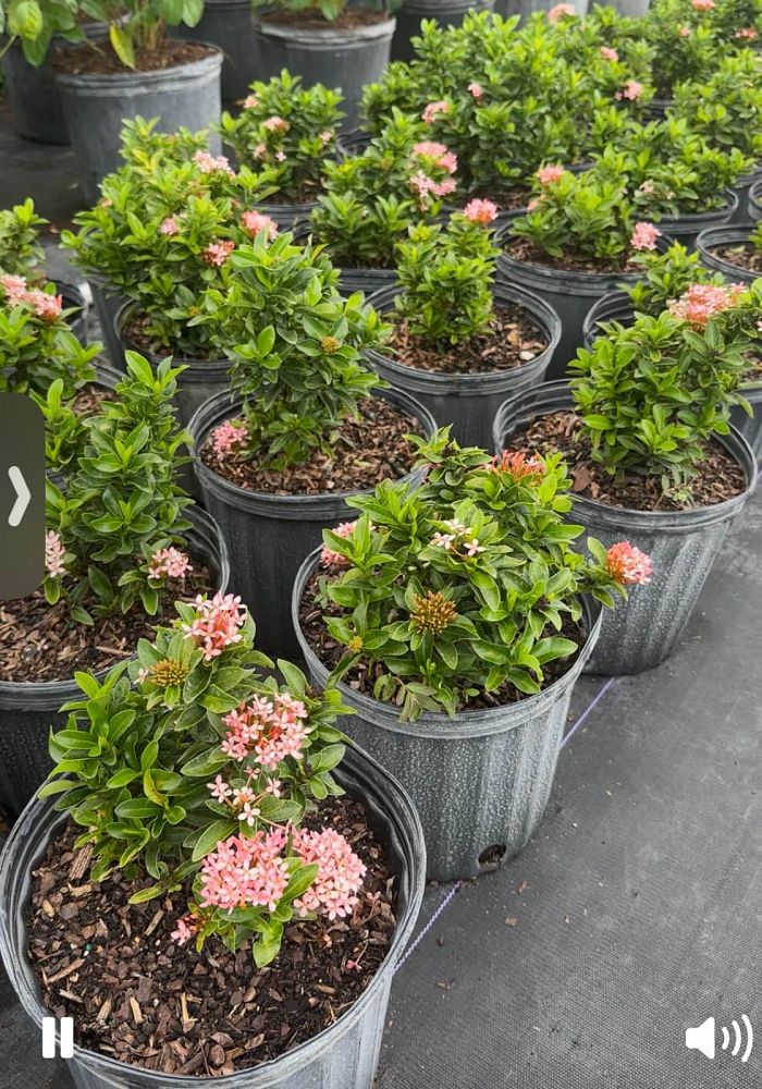 ixora-taiwanensis-dwarf-pink-flame-of-the-woods-jungle-flame-dwarf-ixora