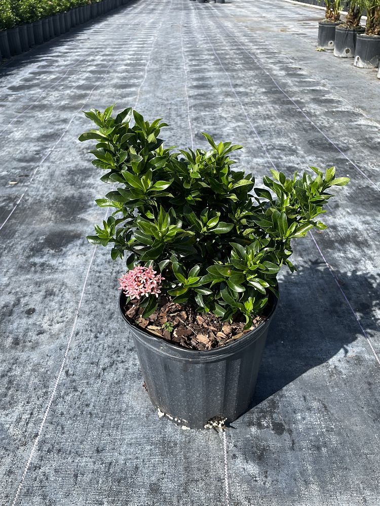 ixora-taiwanensis-dwarf-pink-flame-of-the-woods-jungle-flame-dwarf-ixora