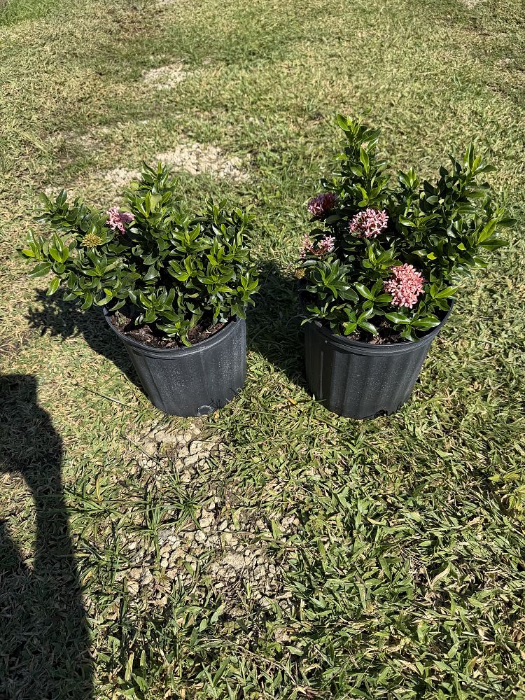 ixora-taiwanensis-dwarf-pink-flame-of-the-woods-jungle-flame-dwarf-ixora
