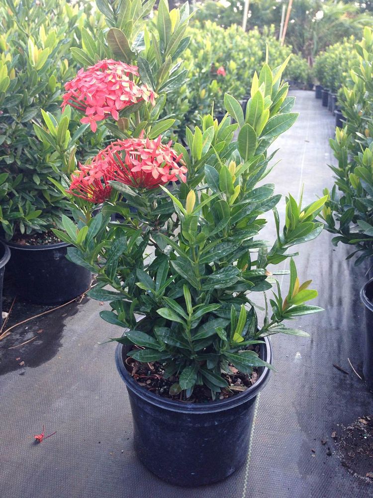 ixora-taiwanensis-dwarf-red-flame-of-the-woods-jungle-flame-dwarf-ixora