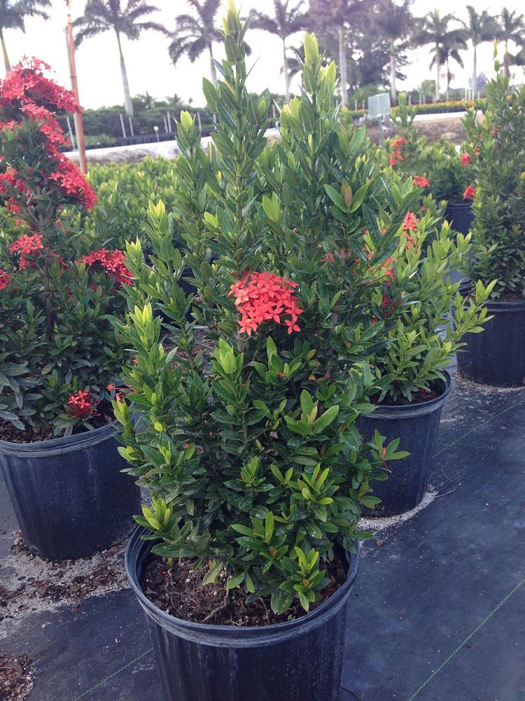 ixora-taiwanensis-dwarf-red-flame-of-the-woods-jungle-flame-dwarf-ixora