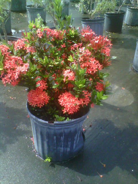 ixora-taiwanensis-dwarf-red-flame-of-the-woods-jungle-flame-dwarf-ixora