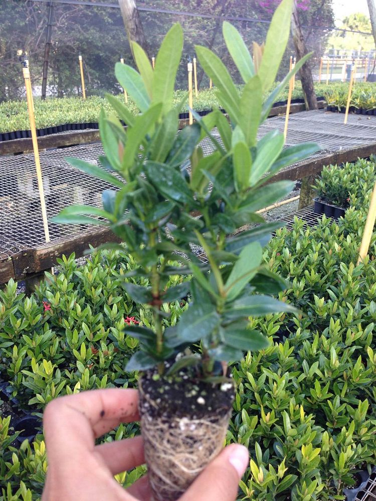ixora-taiwanensis-dwarf-red-flame-of-the-woods-jungle-flame-dwarf-ixora