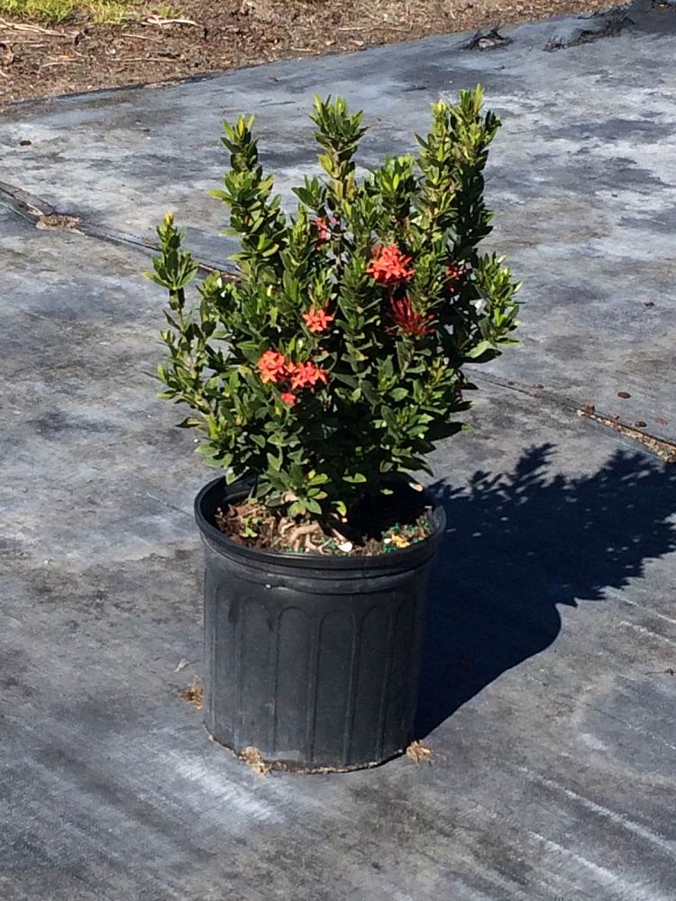 ixora-taiwanensis-dwarf-red-flame-of-the-woods-jungle-flame-dwarf-ixora