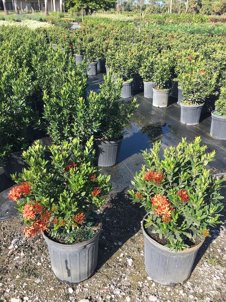 ixora-taiwanensis-dwarf-red-flame-of-the-woods-jungle-flame-dwarf-ixora