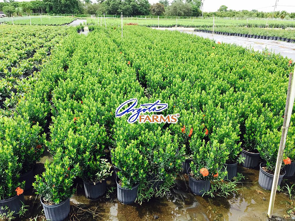 ixora-taiwanensis-dwarf-red-flame-of-the-woods-jungle-flame-dwarf-ixora