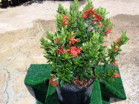 ixora-taiwanensis-dwarf-red-flame-of-the-woods-jungle-flame-dwarf-ixora