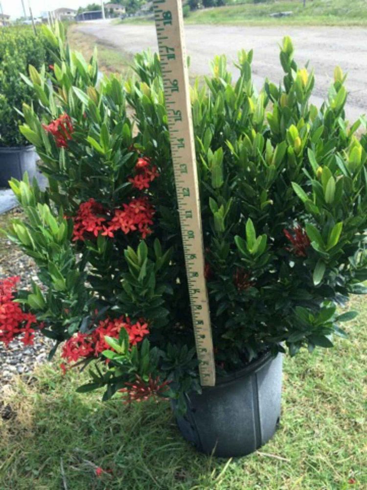 ixora-taiwanensis-dwarf-red-flame-of-the-woods-jungle-flame-dwarf-ixora