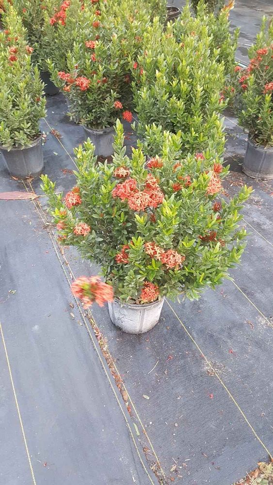 ixora-taiwanensis-dwarf-red-flame-of-the-woods-jungle-flame-dwarf-ixora