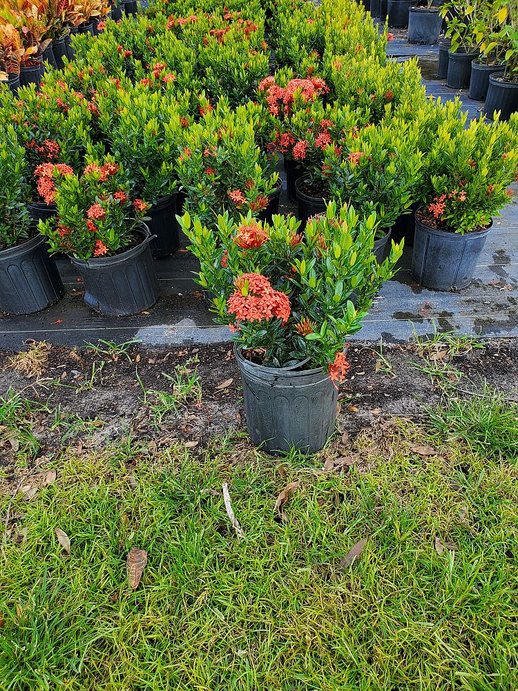 ixora-taiwanensis-dwarf-red-flame-of-the-woods-jungle-flame-dwarf-ixora