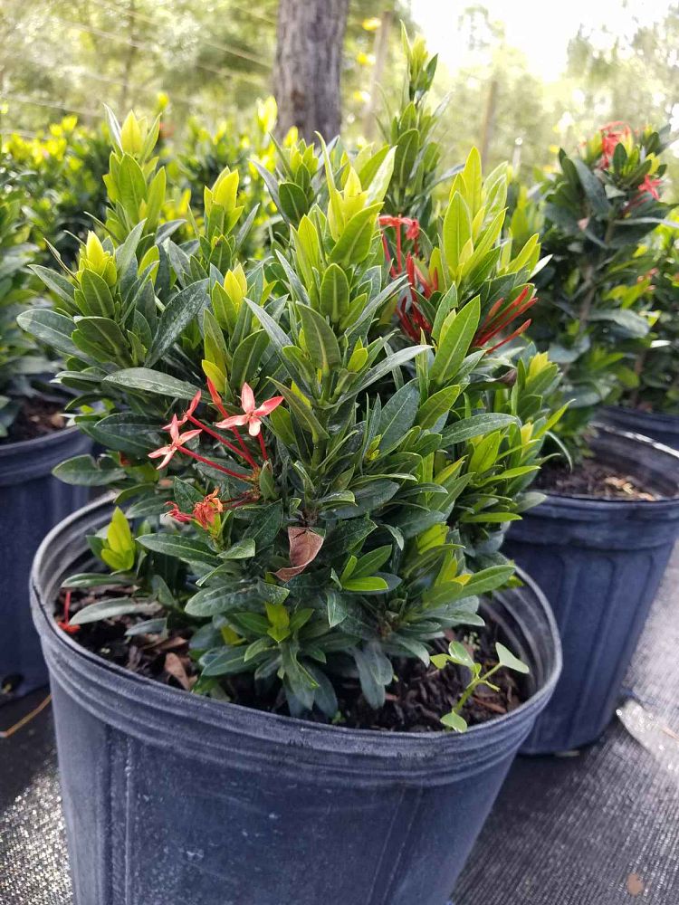 ixora-taiwanensis-dwarf-red-flame-of-the-woods-jungle-flame-dwarf-ixora