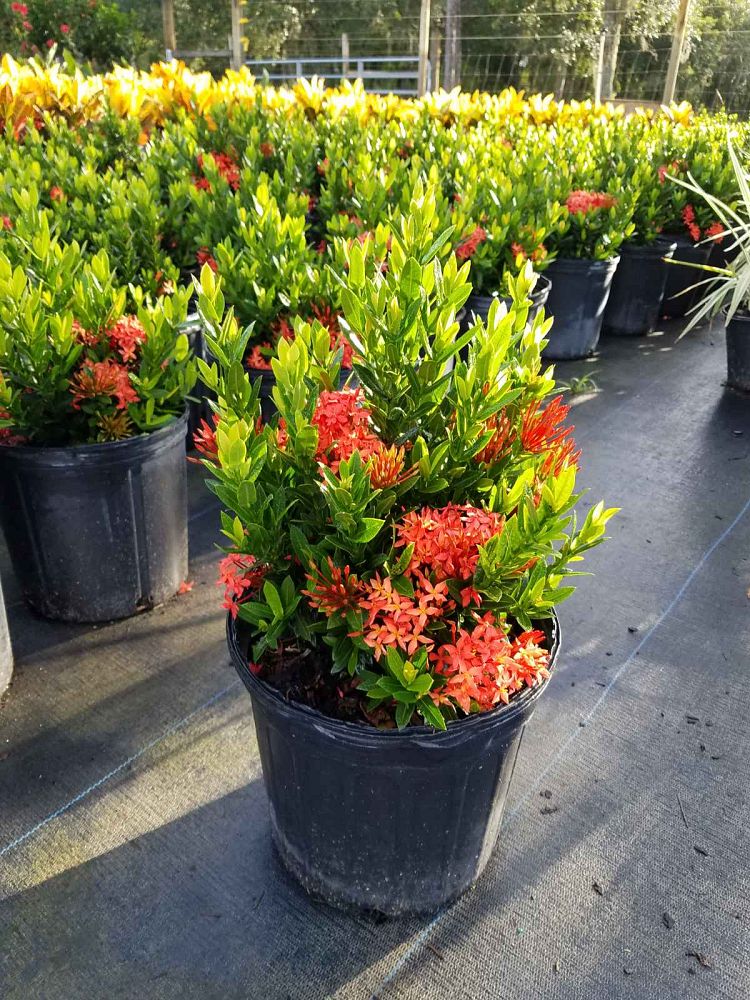 ixora-taiwanensis-dwarf-red-flame-of-the-woods-jungle-flame-dwarf-ixora