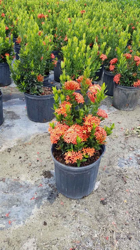 ixora-taiwanensis-dwarf-red-flame-of-the-woods-jungle-flame-dwarf-ixora