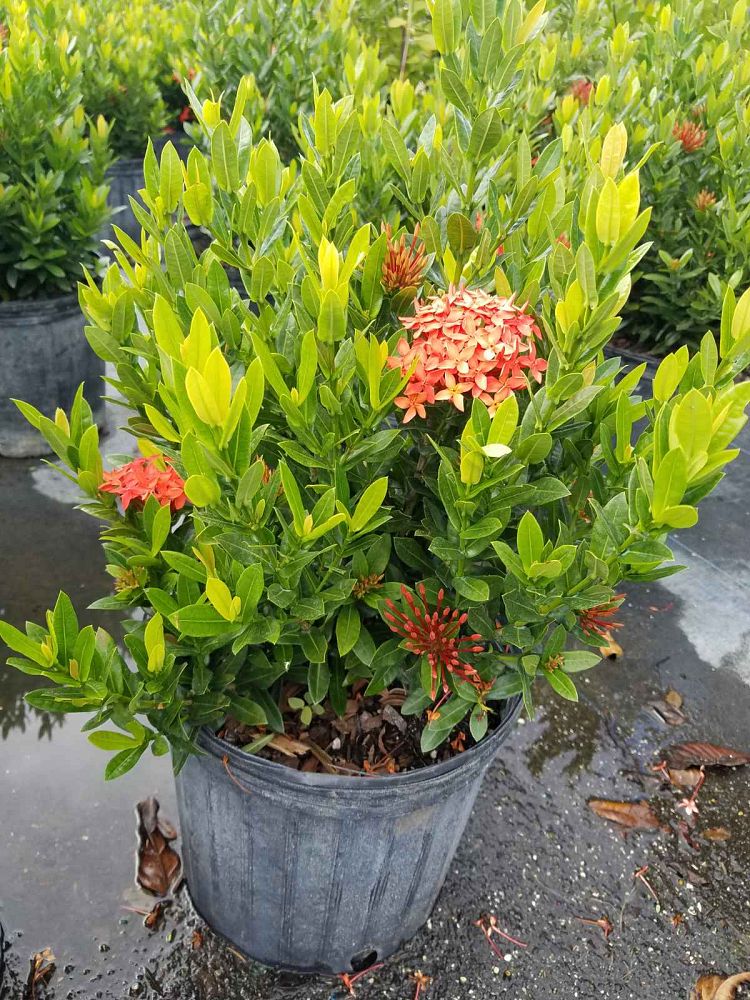 ixora-taiwanensis-dwarf-red-flame-of-the-woods-jungle-flame-dwarf-ixora