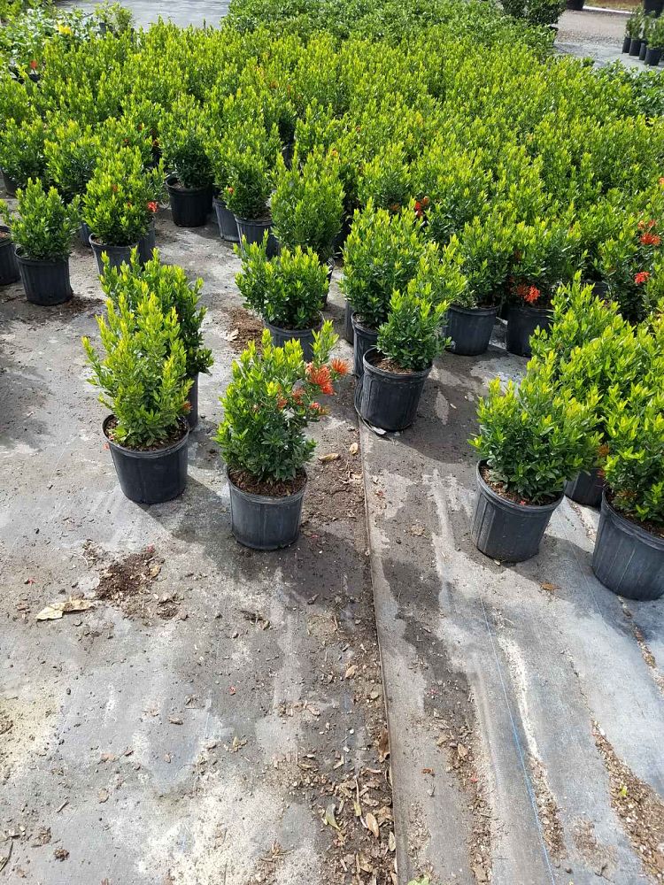 ixora-taiwanensis-dwarf-red-flame-of-the-woods-jungle-flame-dwarf-ixora