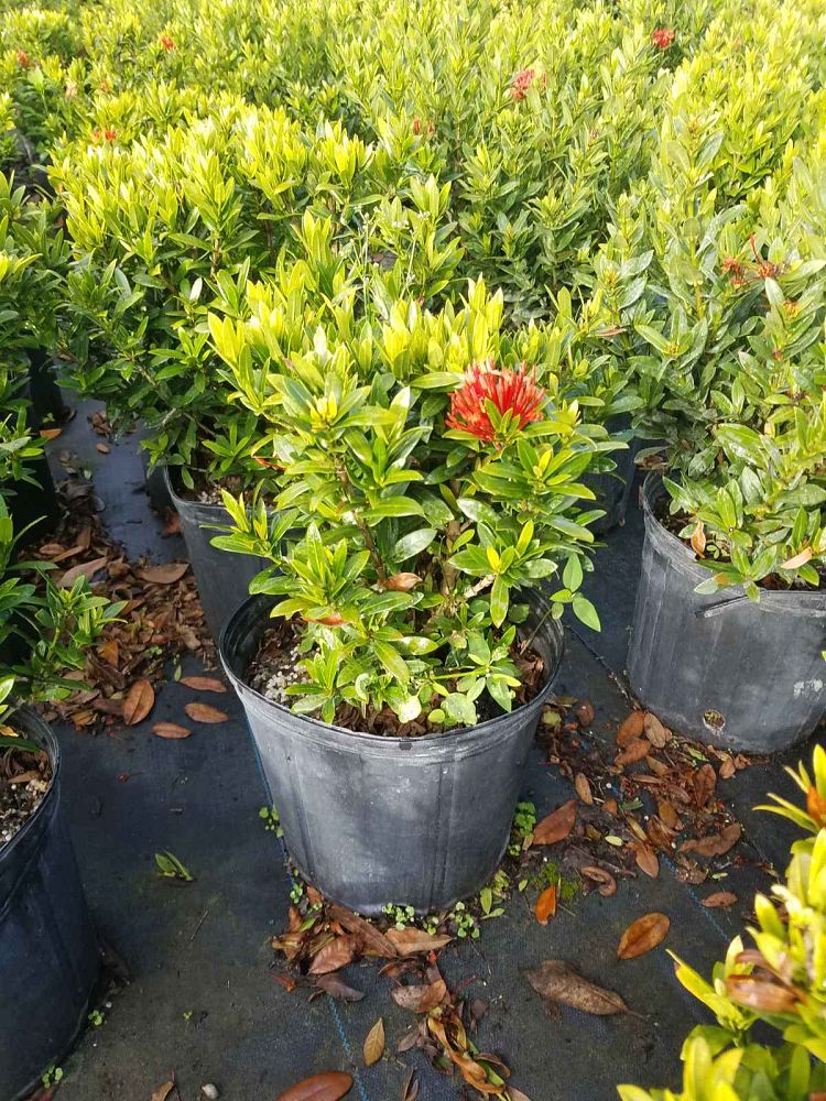 ixora-taiwanensis-dwarf-red-flame-of-the-woods-jungle-flame-dwarf-ixora