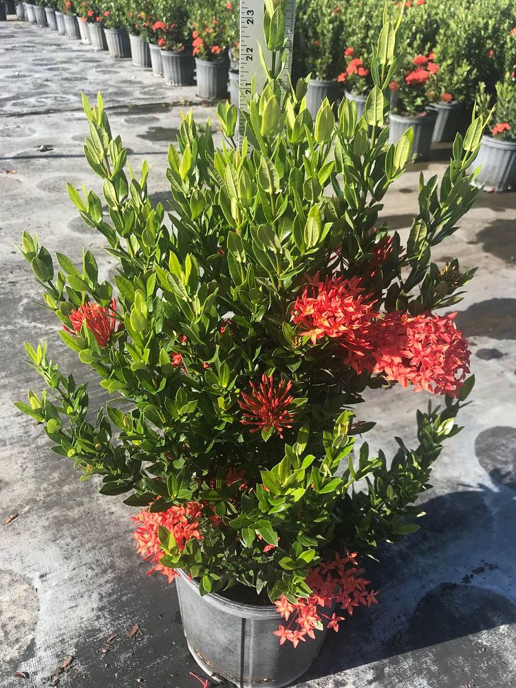 ixora-taiwanensis-dwarf-red-flame-of-the-woods-jungle-flame-dwarf-ixora
