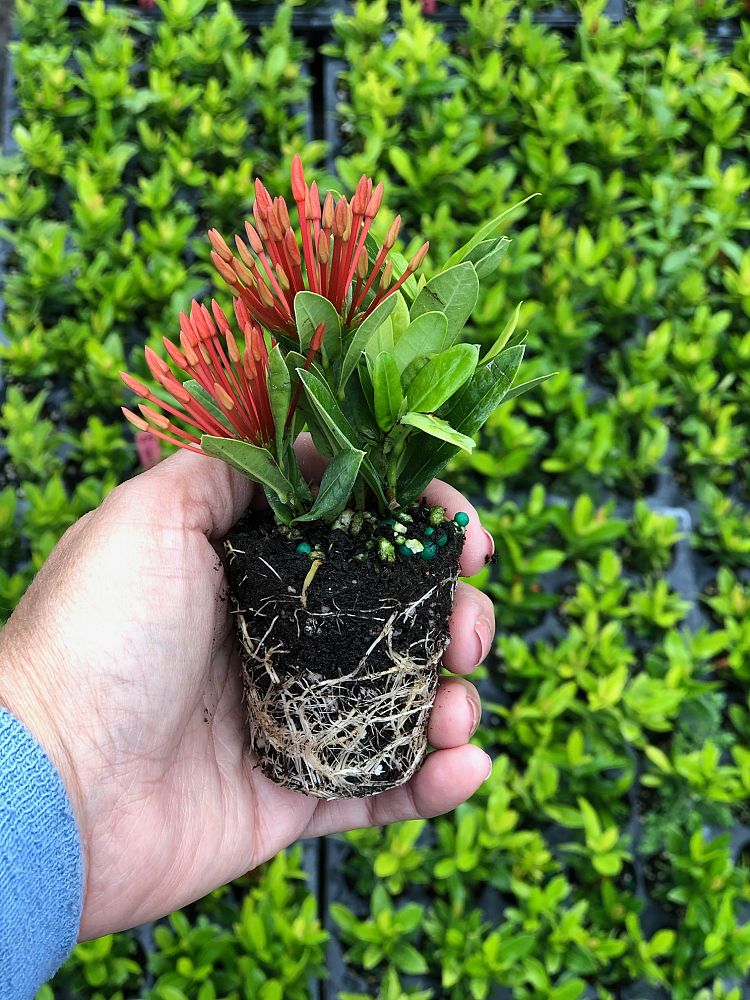 ixora-taiwanensis-dwarf-red-flame-of-the-woods-jungle-flame-dwarf-ixora