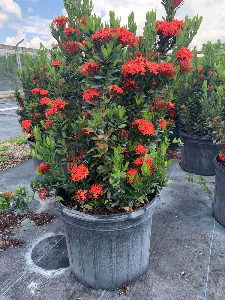 ixora-taiwanensis-dwarf-red-flame-of-the-woods-jungle-flame-dwarf-ixora