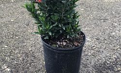 ixora-taiwanensis-dwarf-red-flame-of-the-woods-jungle-flame-dwarf-ixora