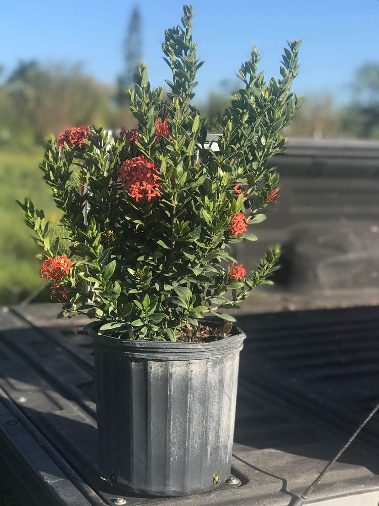 ixora-taiwanensis-dwarf-red-flame-of-the-woods-jungle-flame-dwarf-ixora