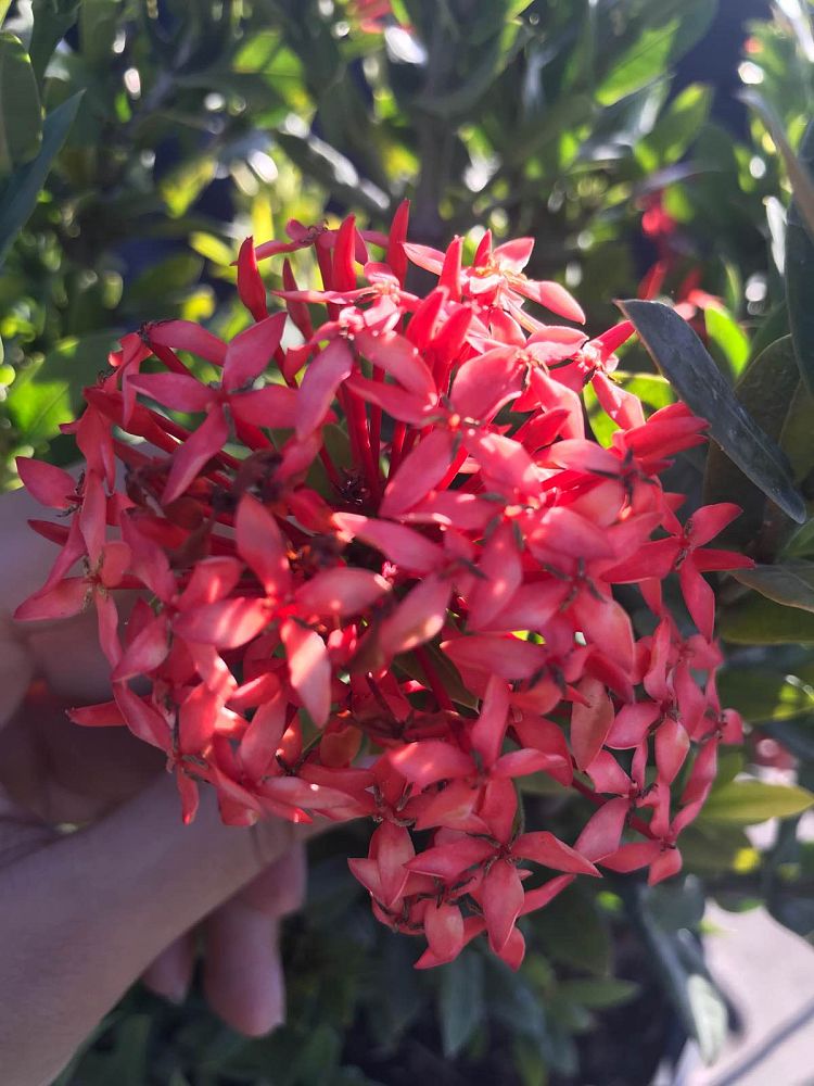 ixora-taiwanensis-dwarf-red-flame-of-the-woods-jungle-flame-dwarf-ixora