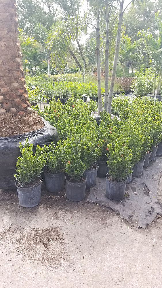 ixora-taiwanensis-dwarf-red-flame-of-the-woods-jungle-flame-dwarf-ixora