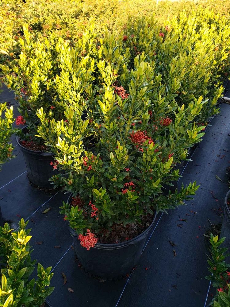 ixora-taiwanensis-dwarf-red-flame-of-the-woods-jungle-flame-dwarf-ixora