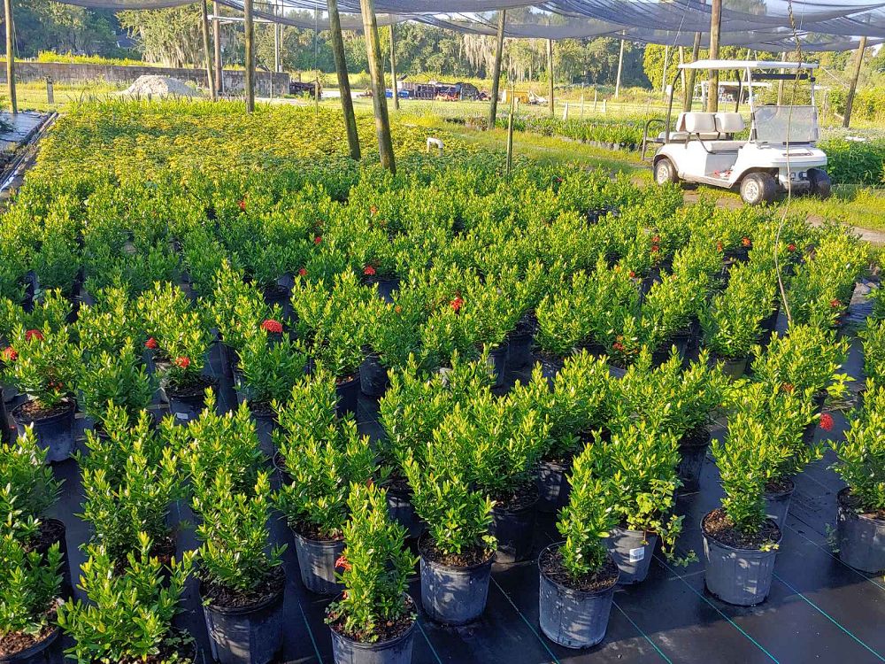 ixora-taiwanensis-dwarf-red-flame-of-the-woods-jungle-flame-dwarf-ixora