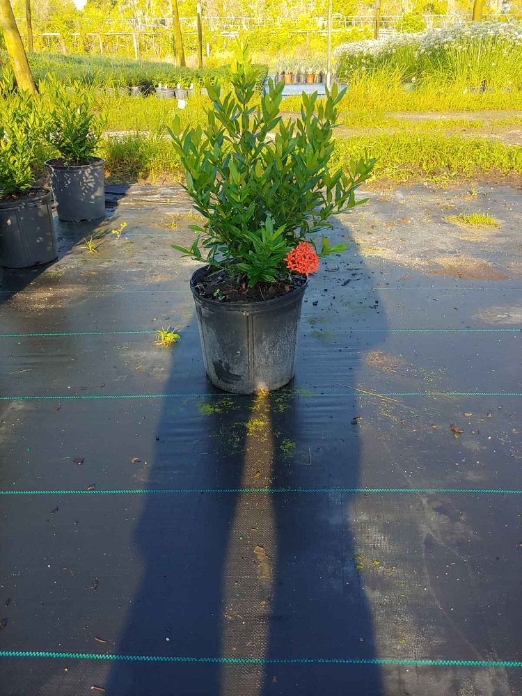 ixora-taiwanensis-dwarf-red-flame-of-the-woods-jungle-flame-dwarf-ixora